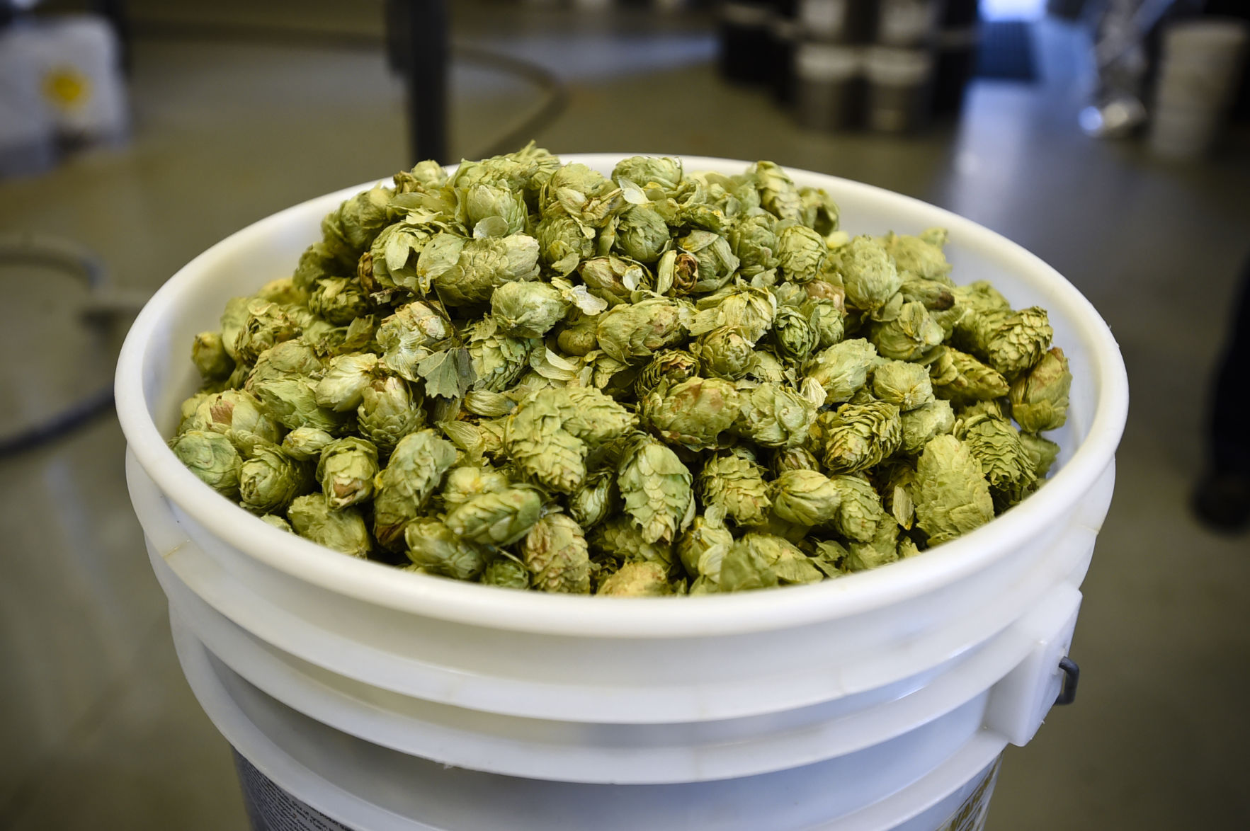 A bucket of El Dorado and Chinook hops for the Hop Harvest IPA at Blackfoot River brewing Co.